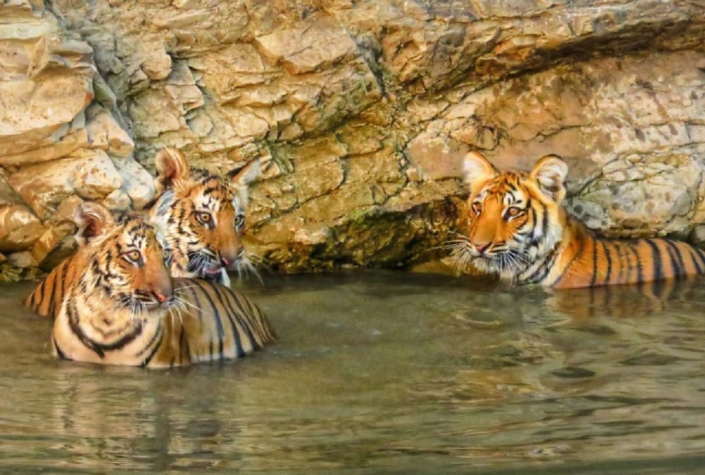 International Tiger Day 2022: Tigers Behave Changed they Look for Easy Prey