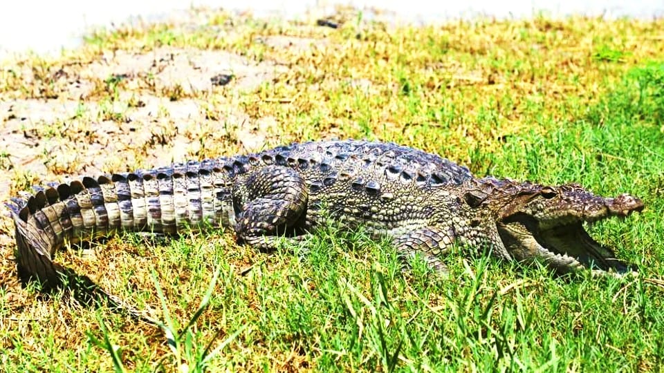 Aligarh News Crocodile again came out of the pond in village Barhad