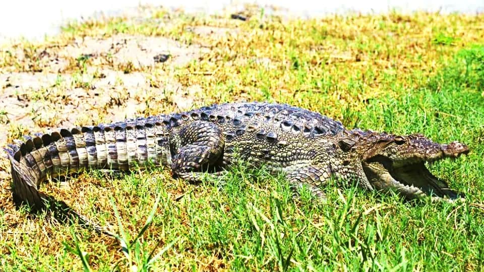 Crocodile reached the village of firozabad