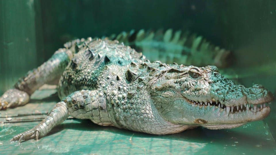 Gujarat News: Crocodile gnaws mans body in middle of the river