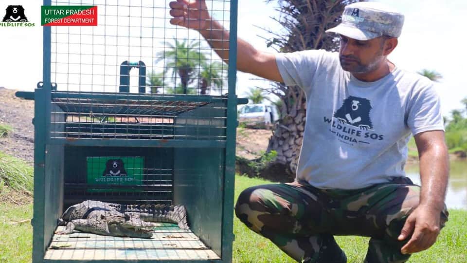 Crocodile reached the village of firozabad
