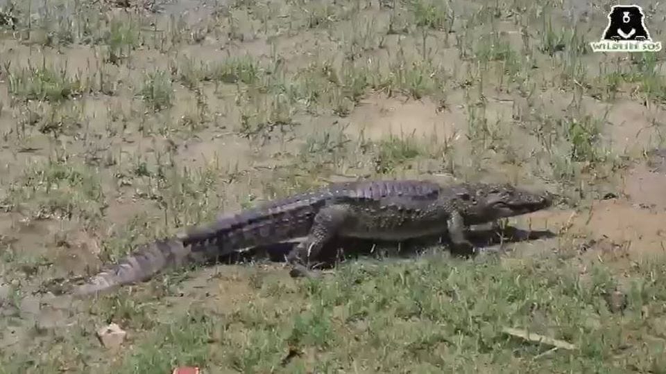 Crocodile reached the village of firozabad