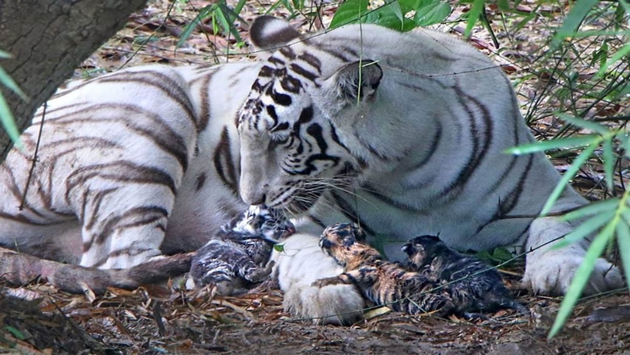 This is the only one of its kind in the world of white tigress born in Indore, know what is special