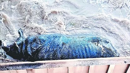 Rhinoceros died after trapped in gate of Valmiki Gandak barrage