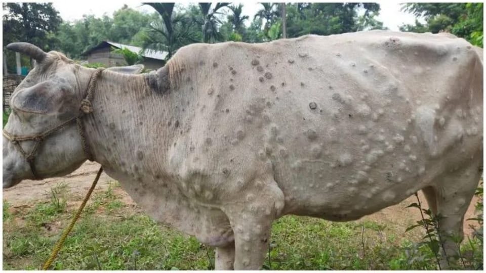 Lumpy Skin Disease 340 cows died in 10 days Jalore Rajasthan