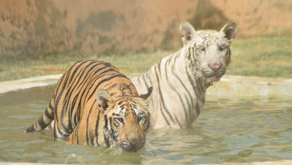 Tiger Sagar-Asha's family became two to five during the Corona period