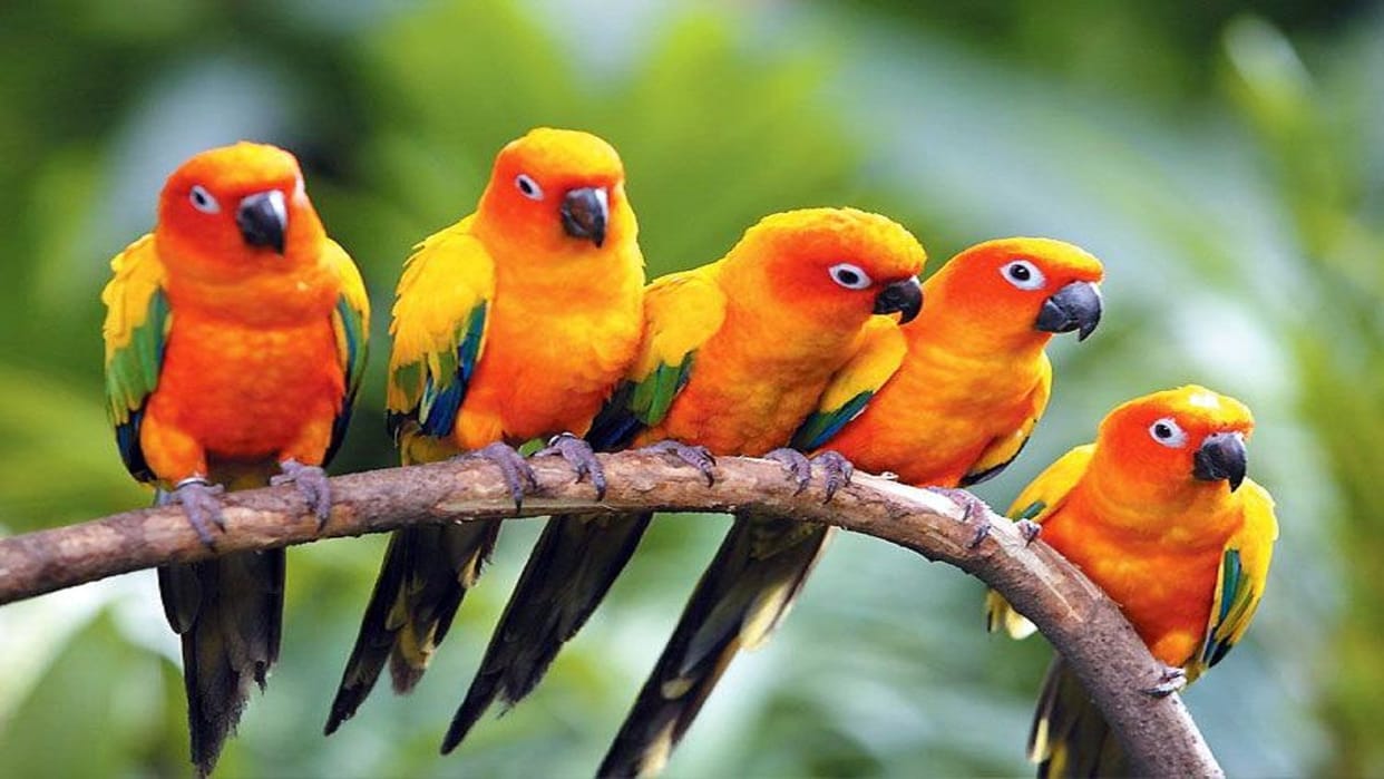 Bird Sanctuary in Karchana search for land