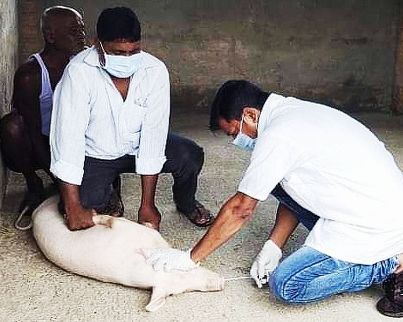Alert For African Swine Flue in Us Nagar