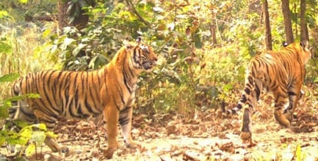 There are 355 tigers in all national parks of Nepal
