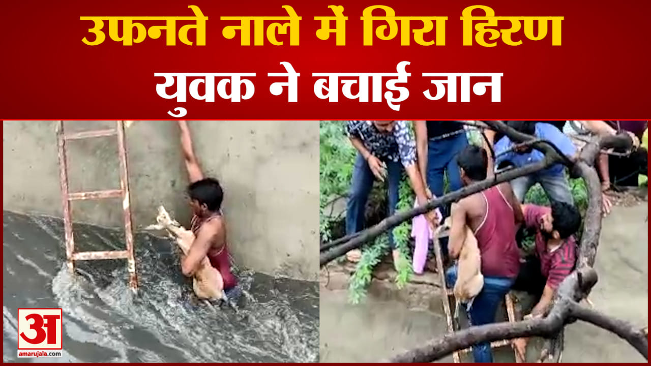 वायरल वीडियो