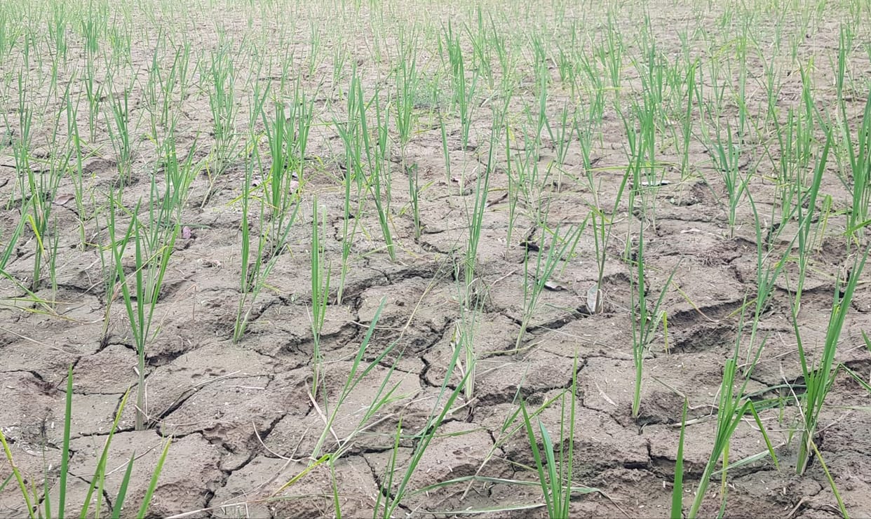 barish,kanpur news,up news,farrukhabad news,FASAL,mausam,kishan