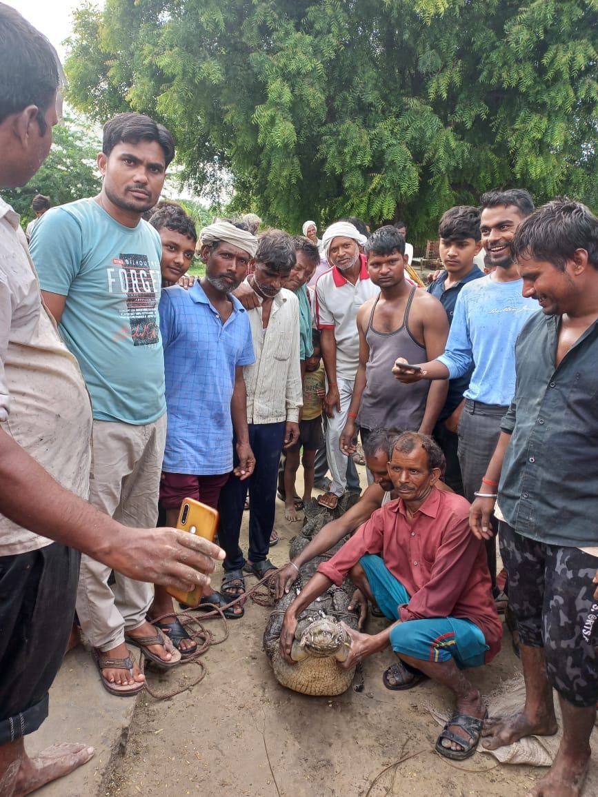 Crocodile attacked young man on banks of Sengar river in Aligarh