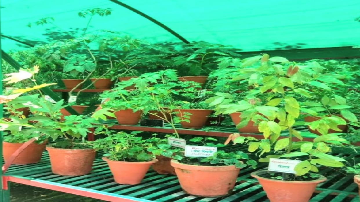 state medicinal plant board himachal pradesh financial aid to farmers for farming of herbal plants