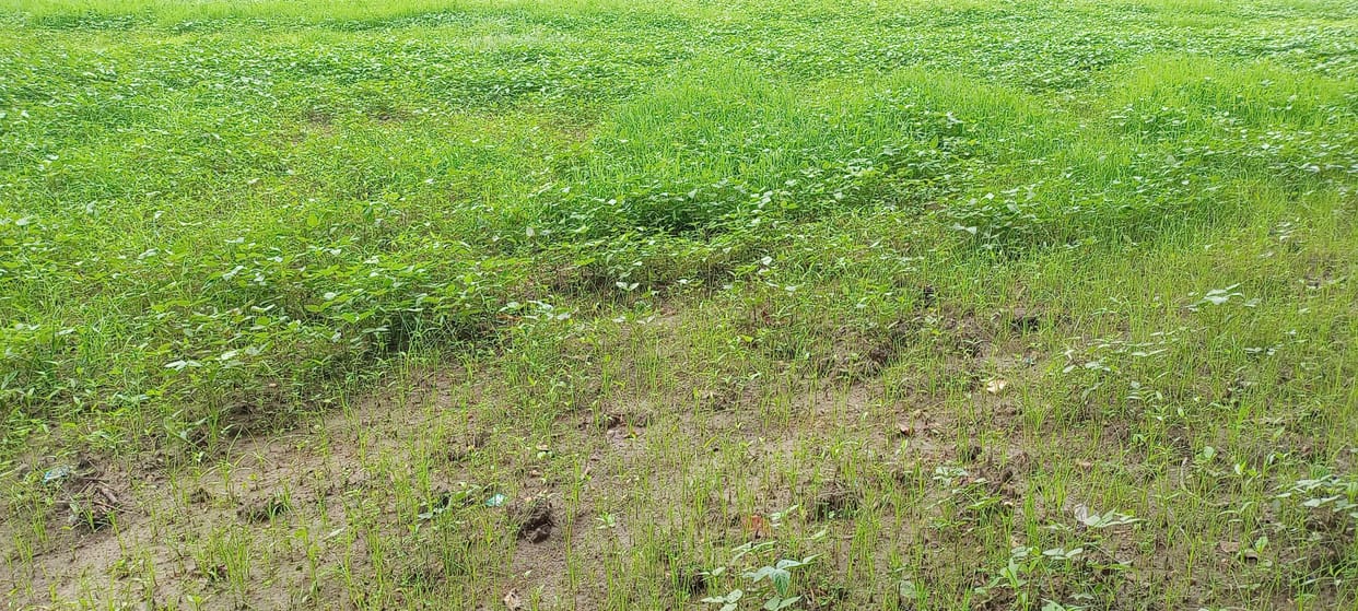 Farmers upset due to less rain in Mehrauni, demand to declare the area as drought