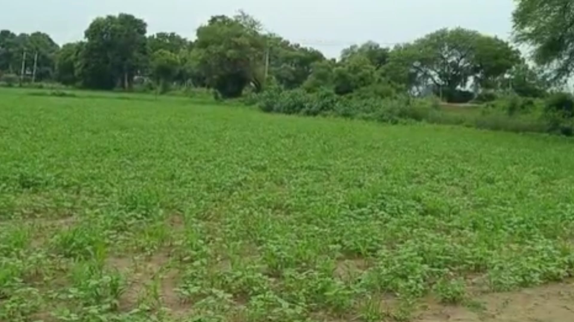 crowd of people gathering of treasure hidden inside the ground in Chambal area.