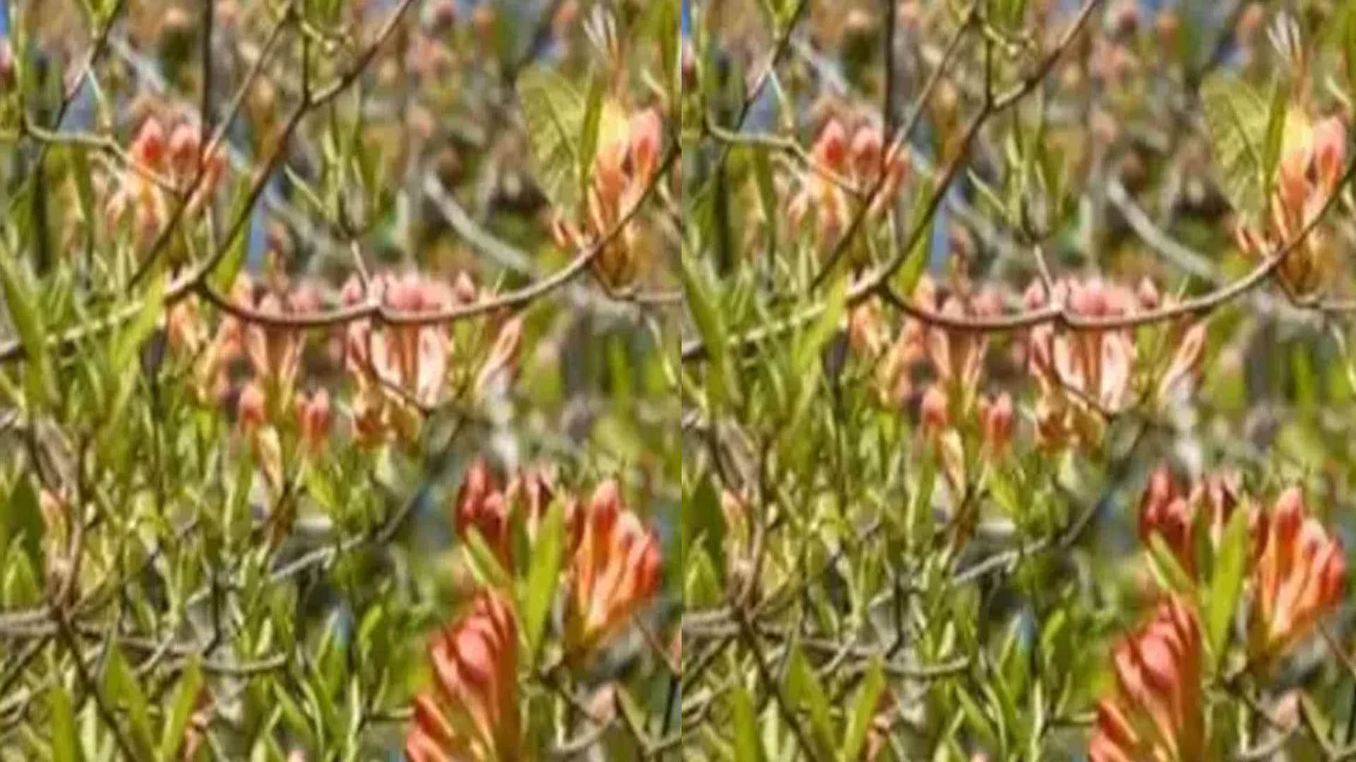 Optical Illusion Images: Test Your Intelligence by Spotting Hidden Butterfly from Greenery Photo
