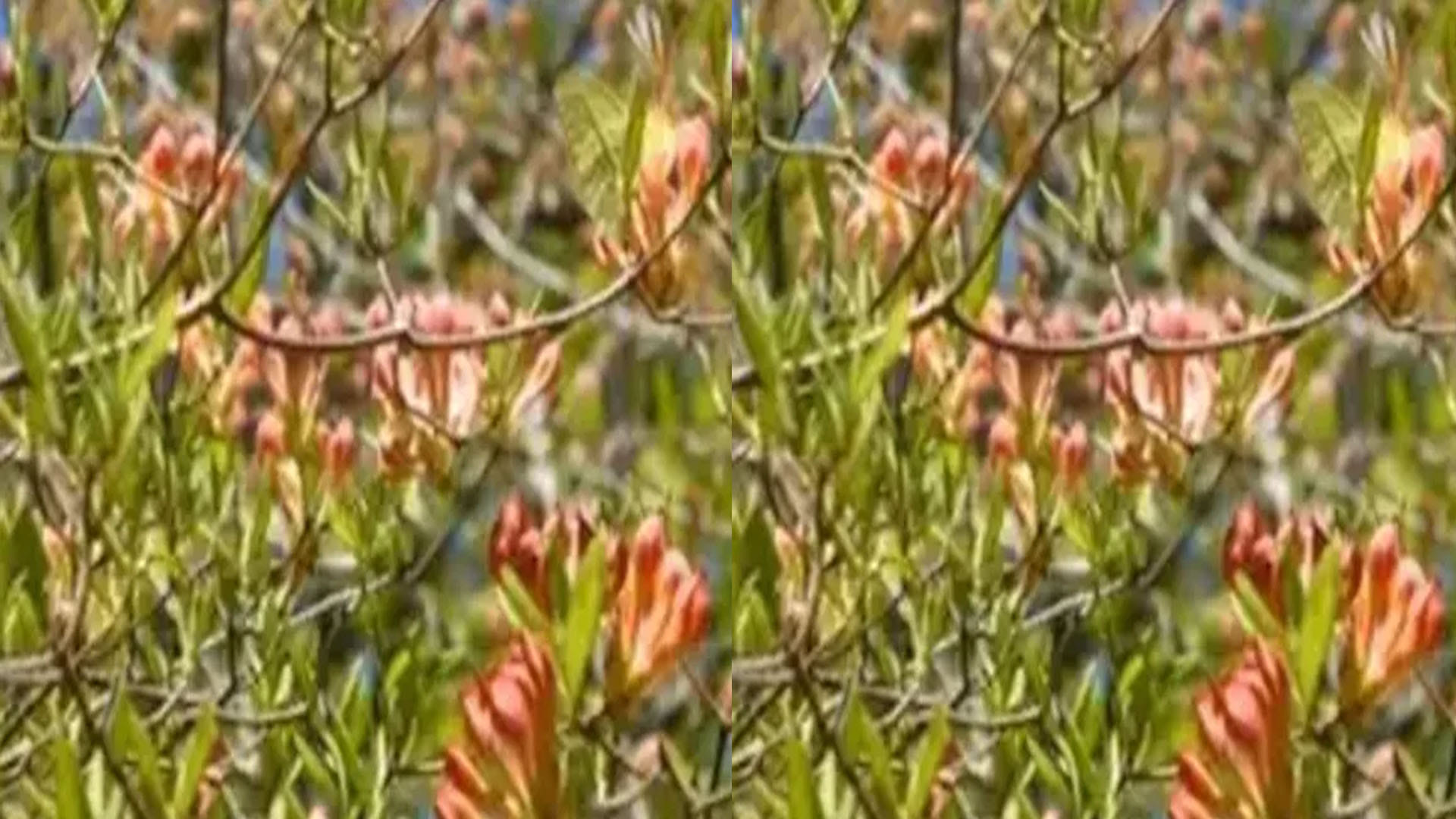 Optical Illusion Images: Test Your Intelligence by Spotting Hidden Butterfly from Greenery Photo