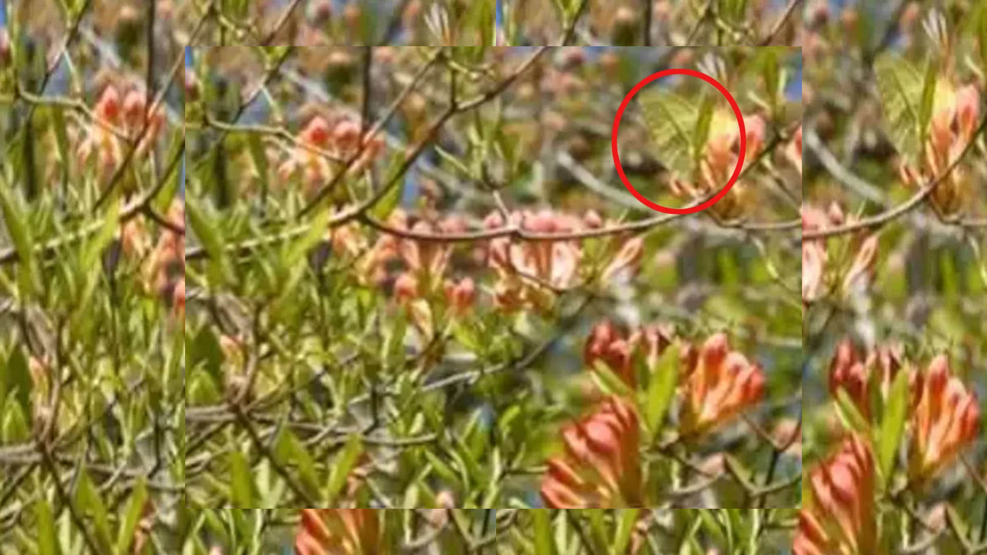 Optical Illusion Images: Test Your Intelligence by Spotting Hidden Butterfly from Greenery Photo
