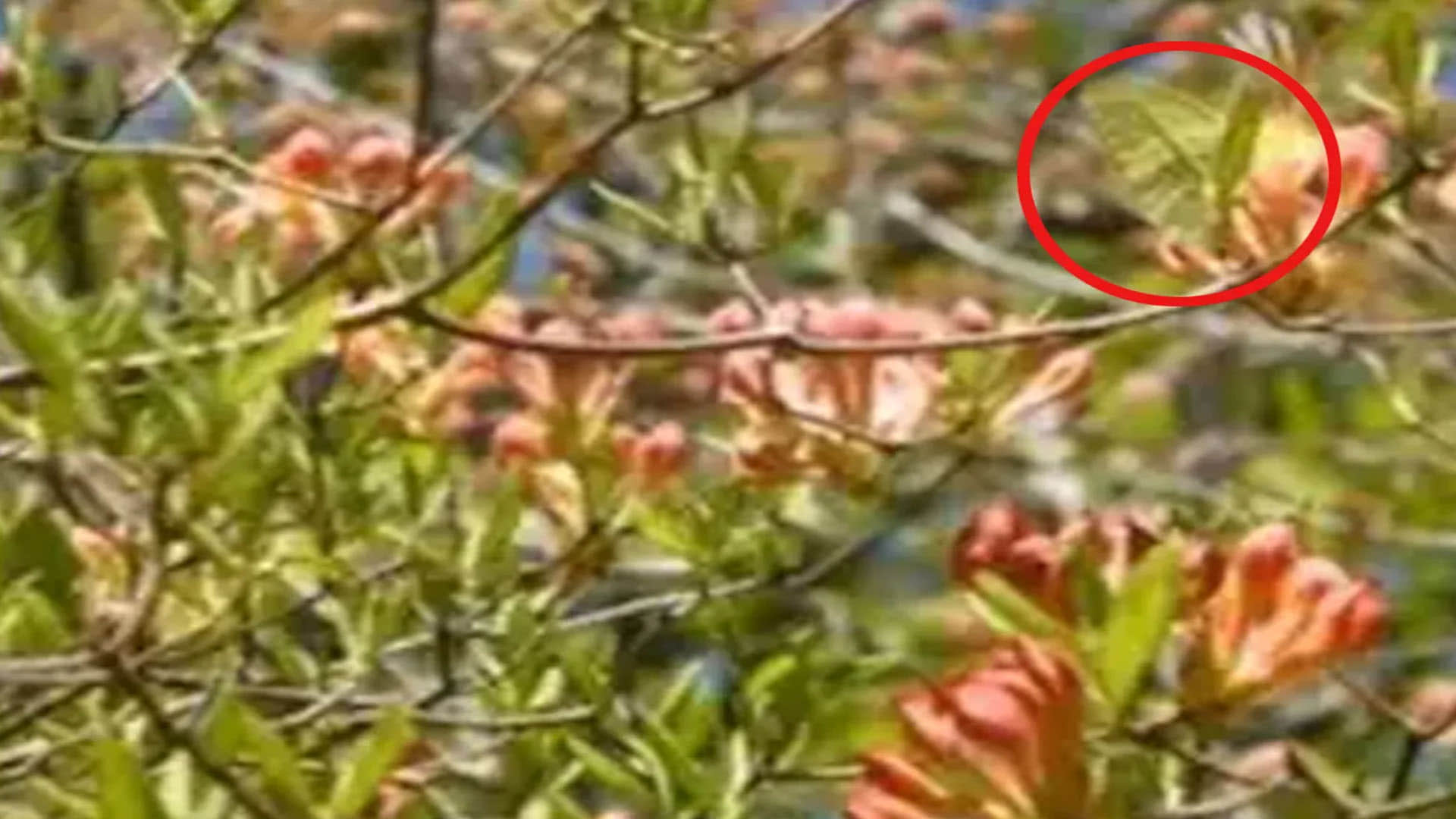 Optical Illusion Images: Test Your Intelligence by Spotting Hidden Butterfly from Greenery Photo