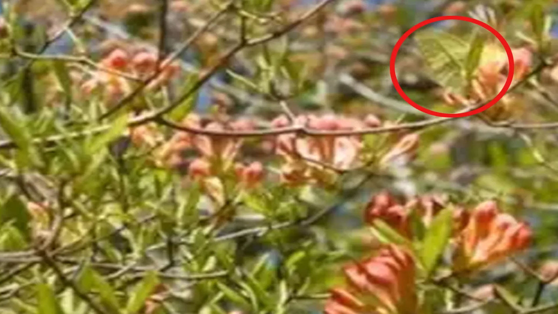 Optical Illusion Images: Test Your Intelligence by Spotting Hidden Butterfly from Greenery Photo
