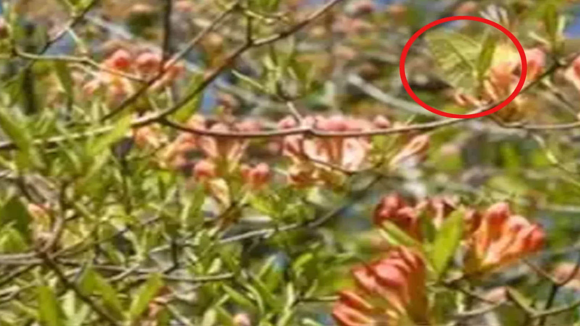 Optical Illusion Images: Test Your Intelligence by Spotting Hidden Butterfly from Greenery Photo