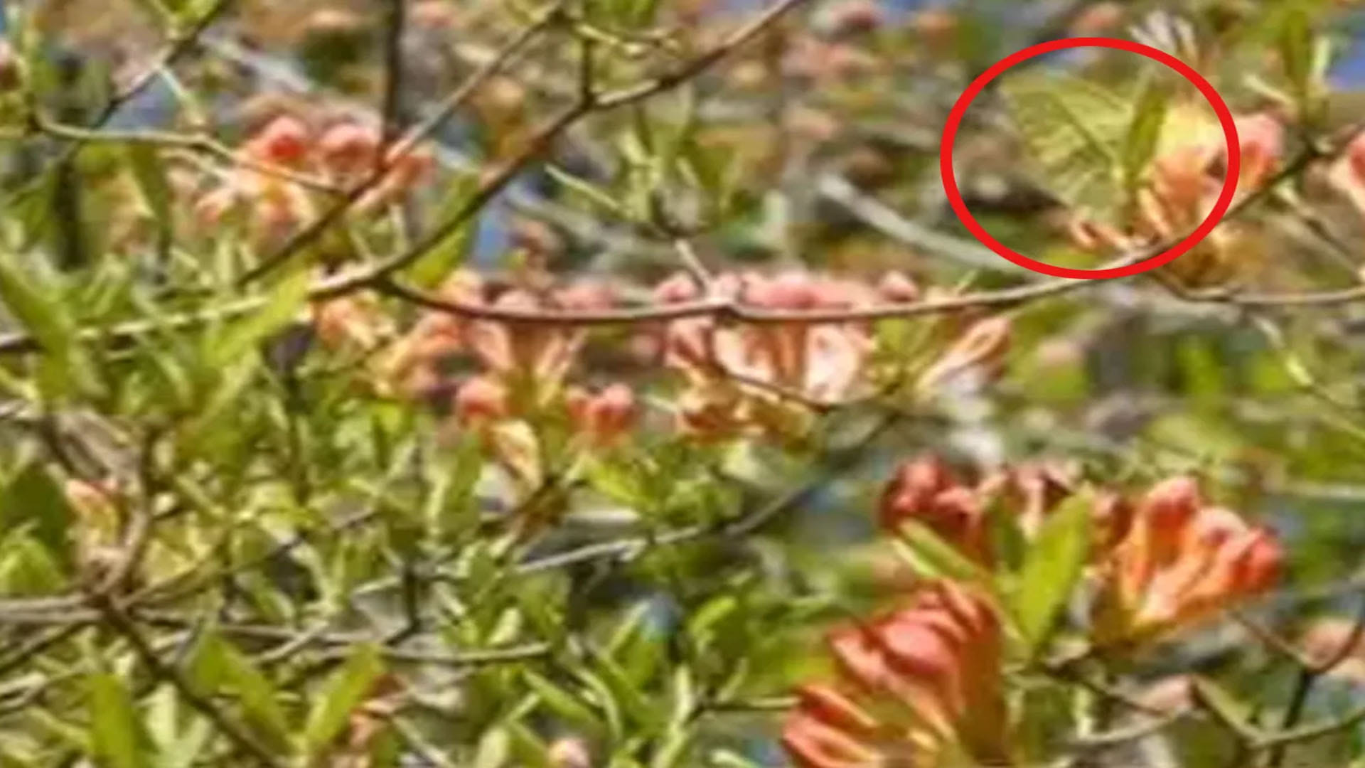 Optical Illusion Images: Test Your Intelligence by Spotting Hidden Butterfly from Greenery Photo