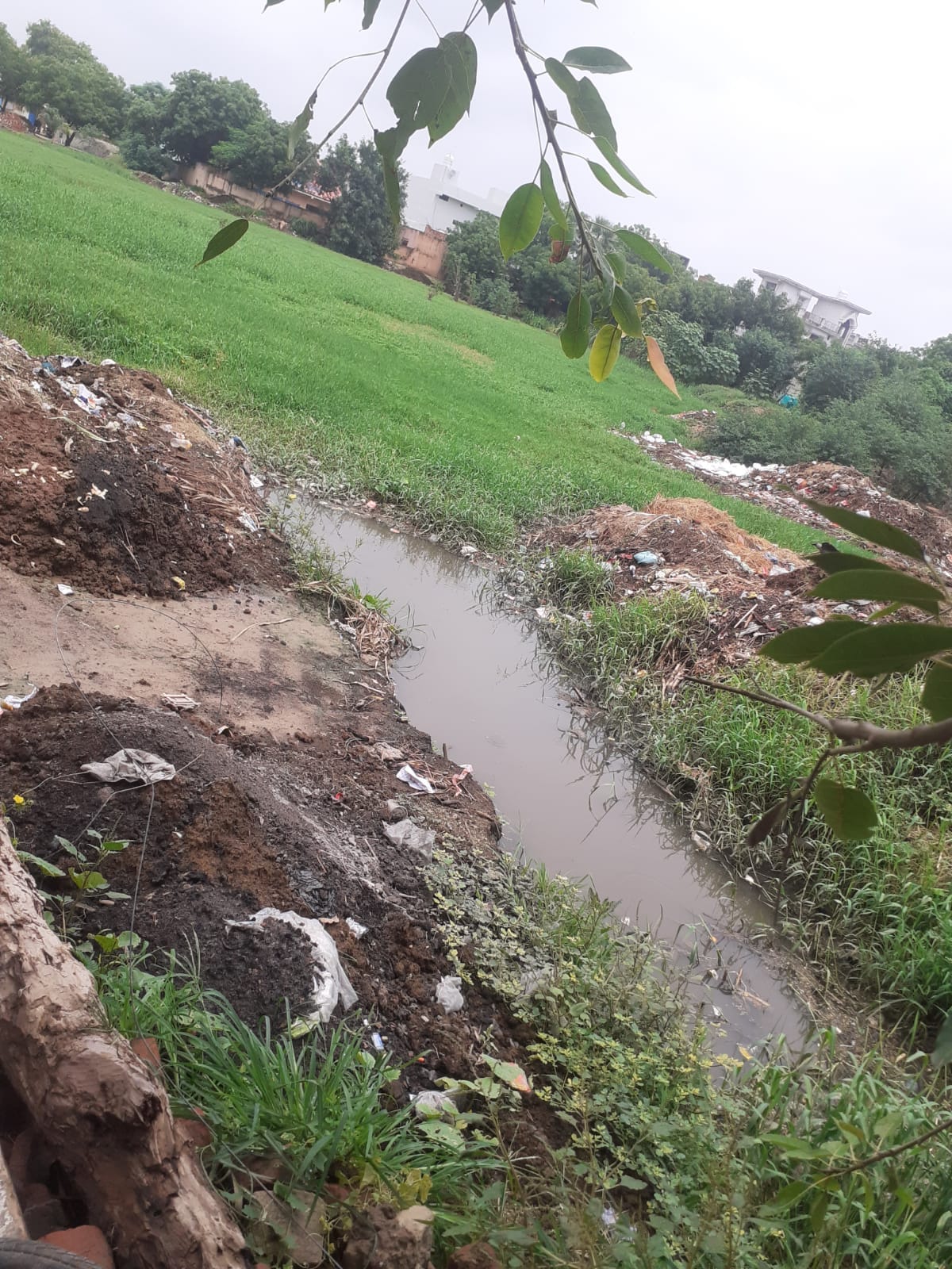 Due to lack of cleanliness, bushes grew on the pond