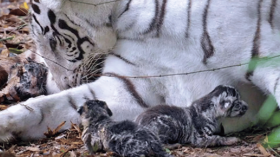 World first white tiger cubs born in Indore zoo dies