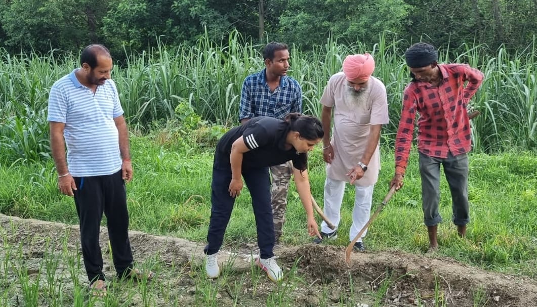 Tiger has accumulated in the paddy field for three days