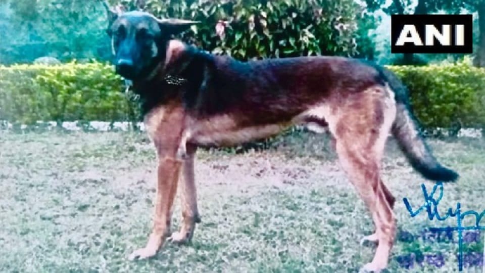 Assault Dog Axel lost his life in Baramulla Vanigam encounter