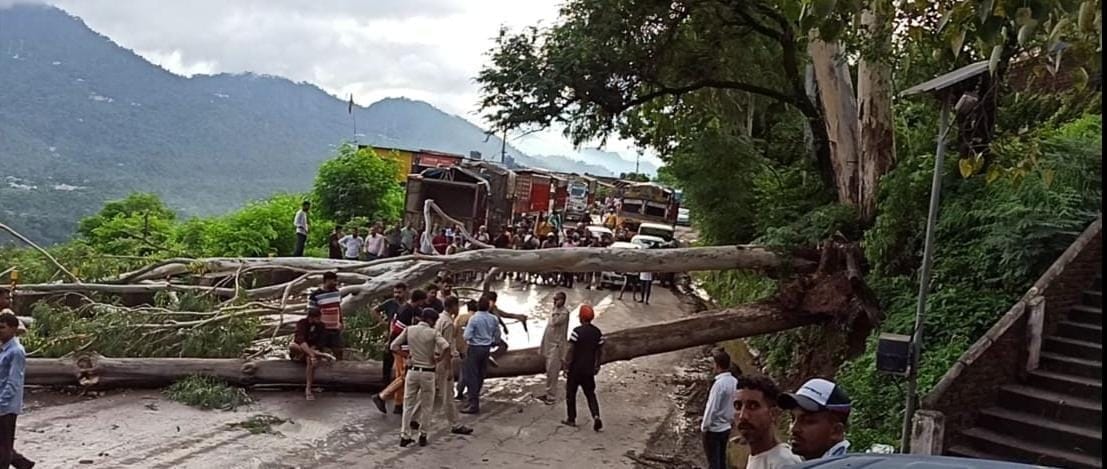 tree fell down on nh