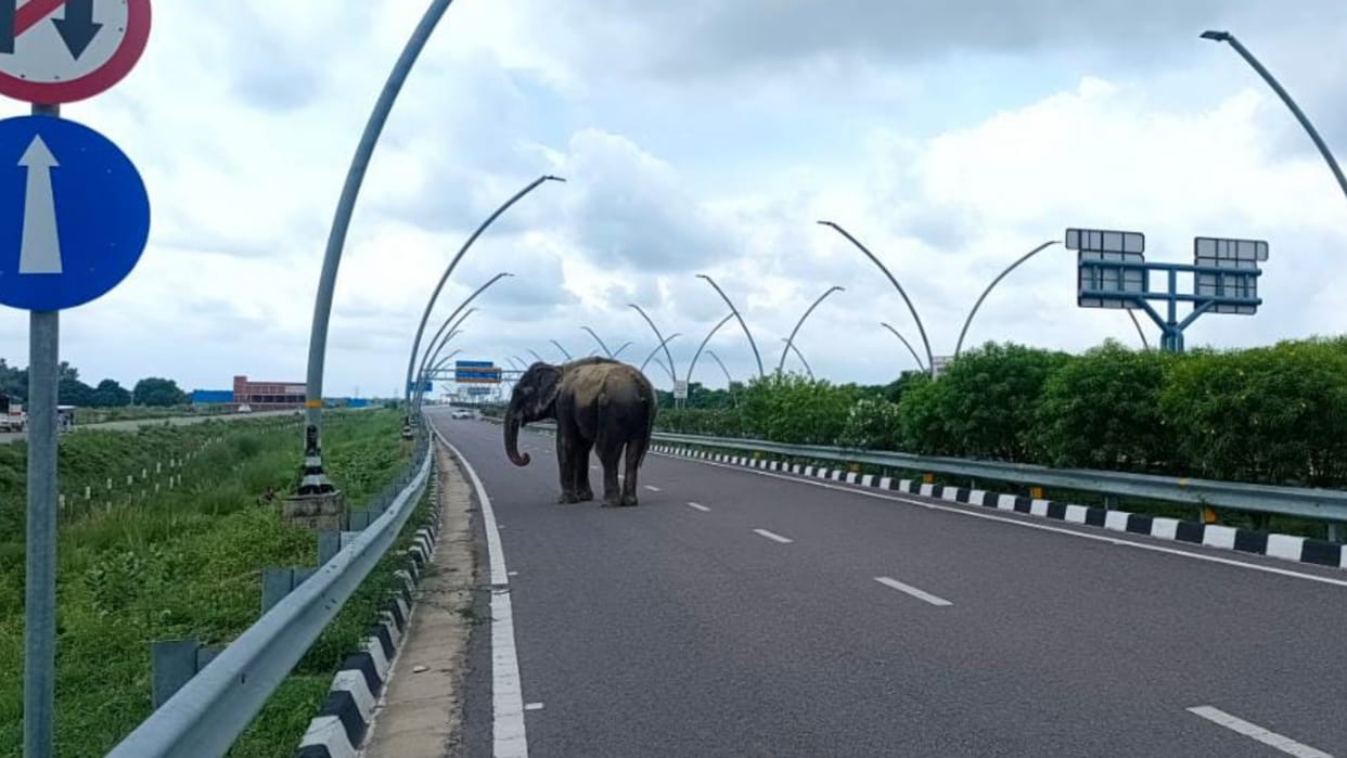 mahawat of elephant in judicial custody till 11 August.