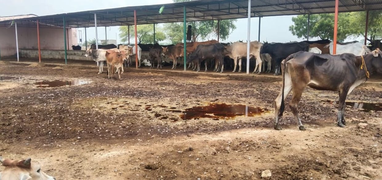 Farrukhabad: Recovery of money of 803 missing cows could not be done even after nine months