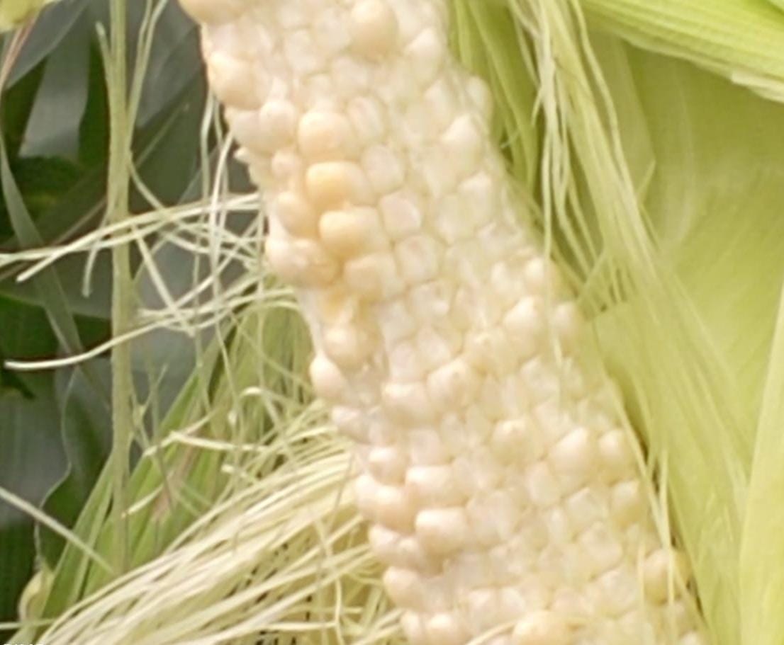 Grains not lying in 300 bigha maize crop, farmers became indebted