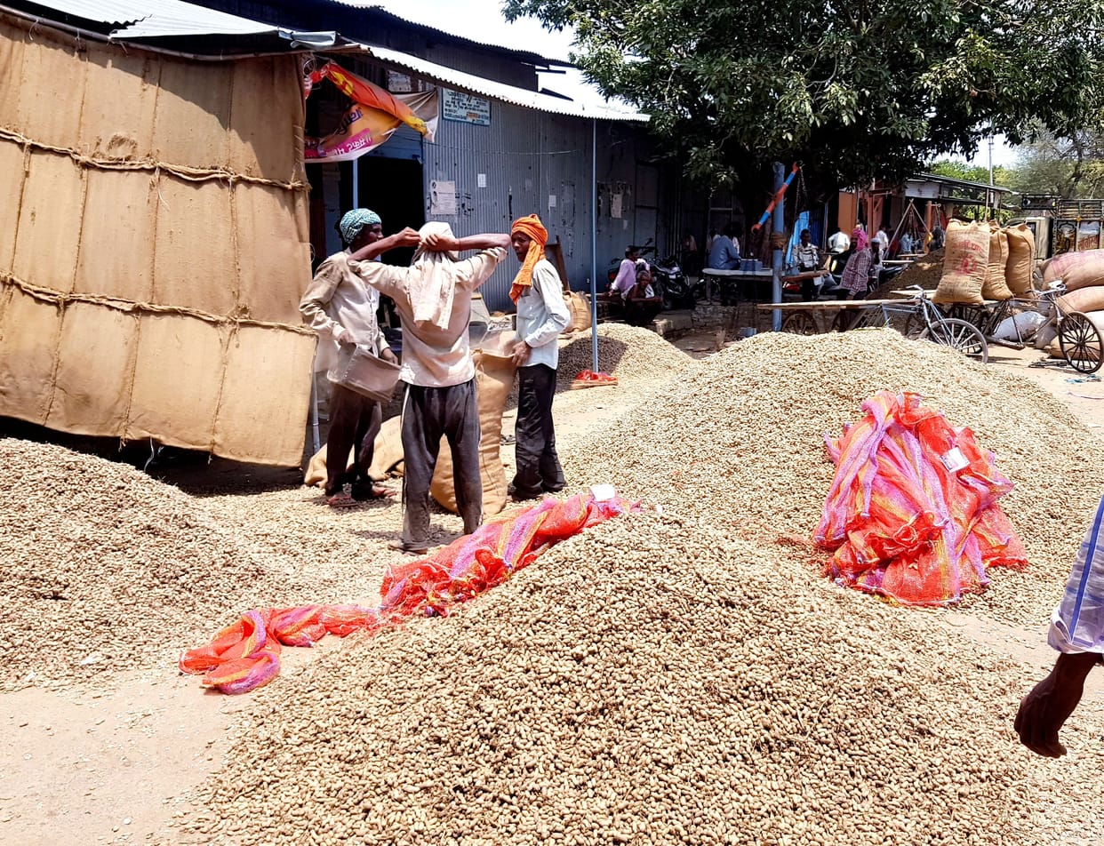 Four kg yield cut on one quintal in Mandi