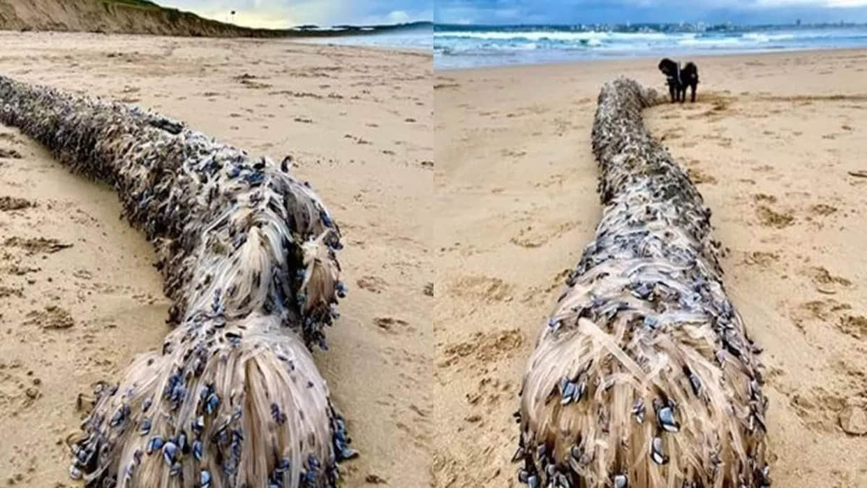 Mysterious Creature Found Dead on Seashore Know What Scientists Said