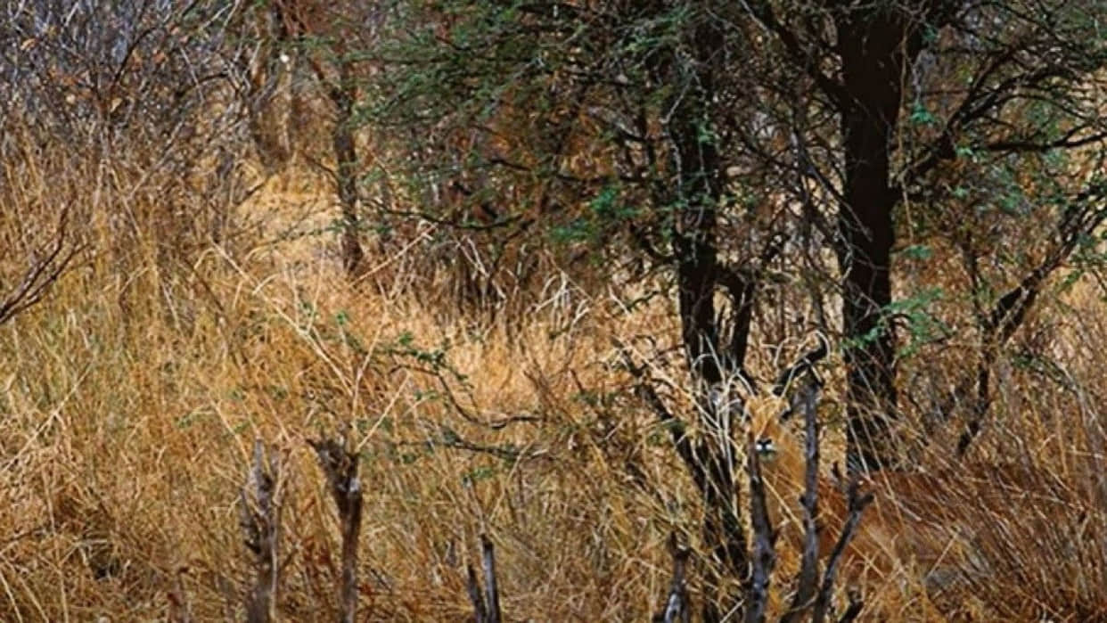 Optical Illusion Images Test Find Out Hidden Deer From Pictures