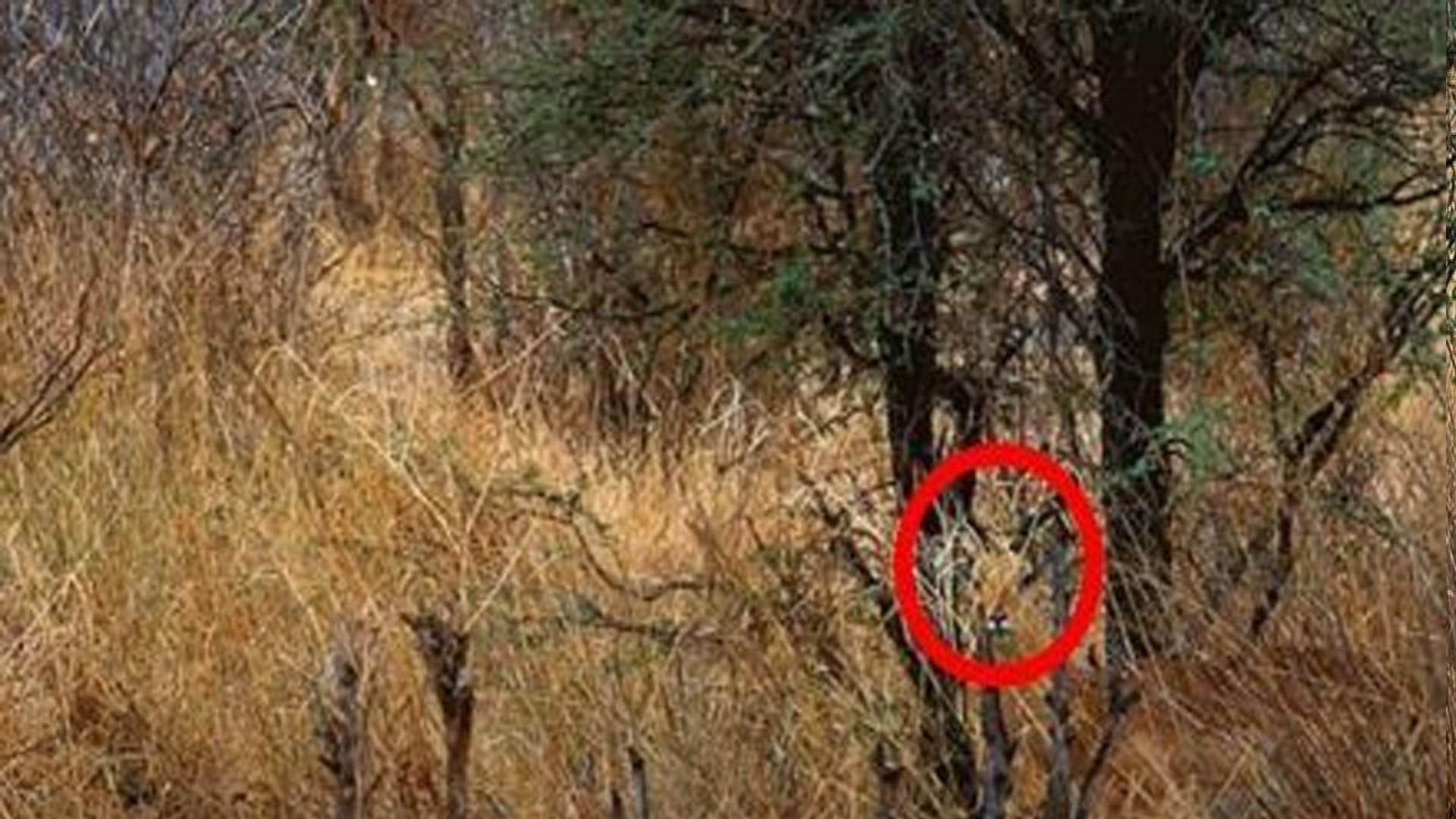 Optical Illusion Images Test Find Out Hidden Deer From Pictures