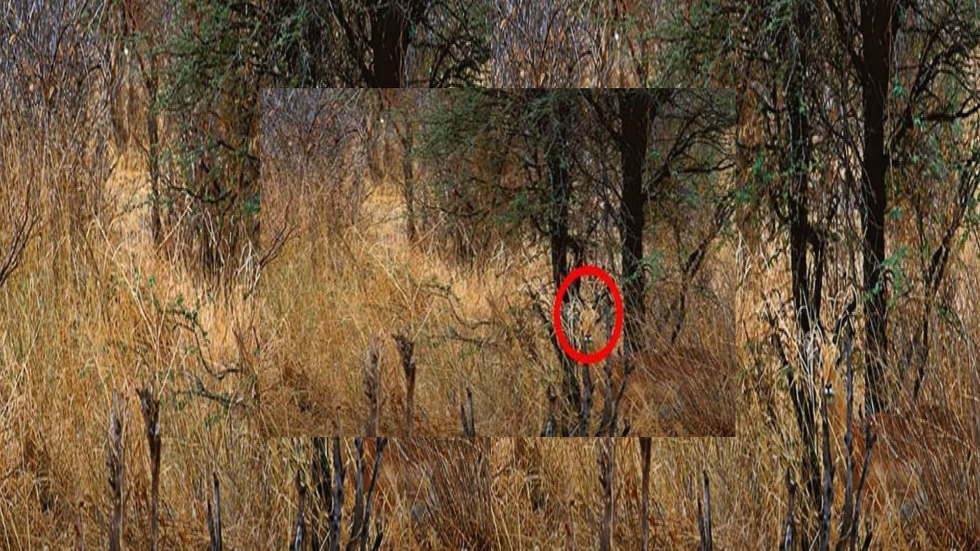 Optical Illusion Images Test Find Out Hidden Deer From Pictures