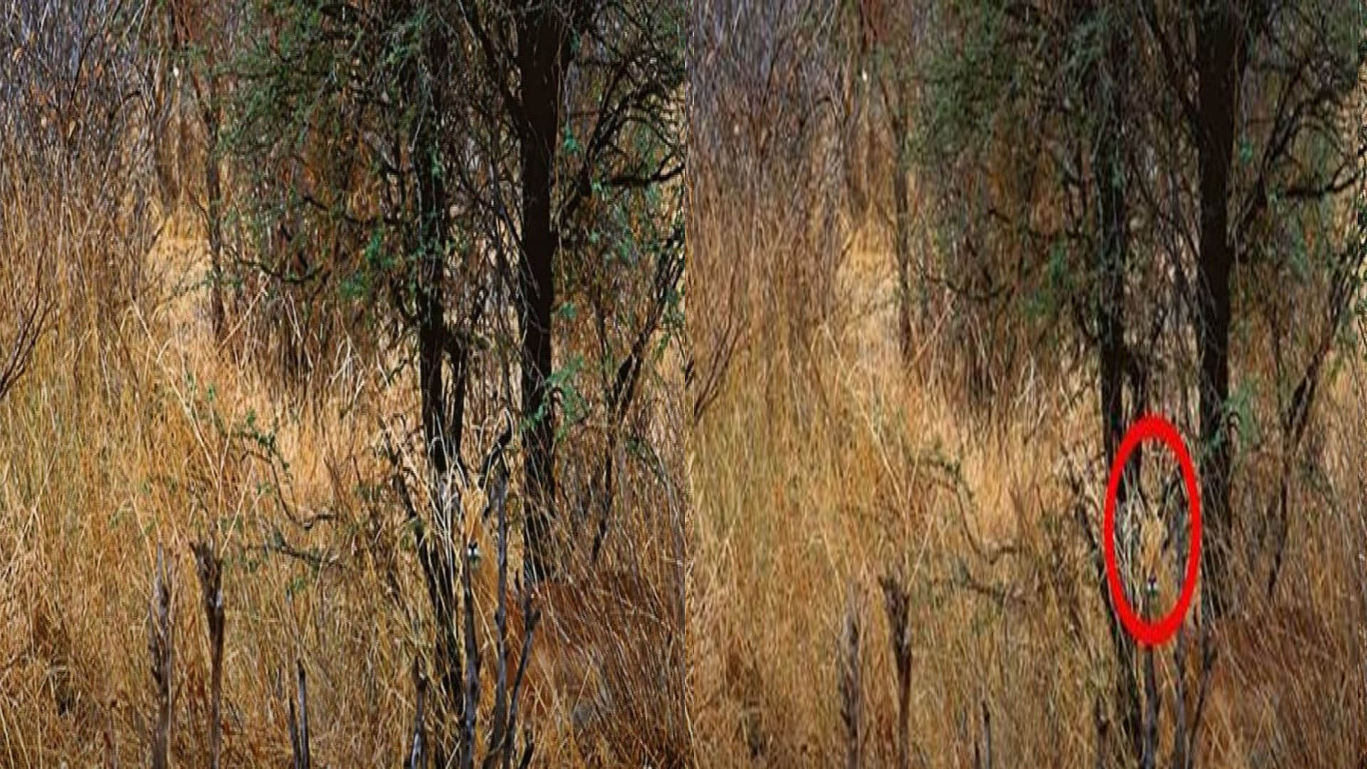 Optical Illusion Images Test Find Out Hidden Deer From Pictures