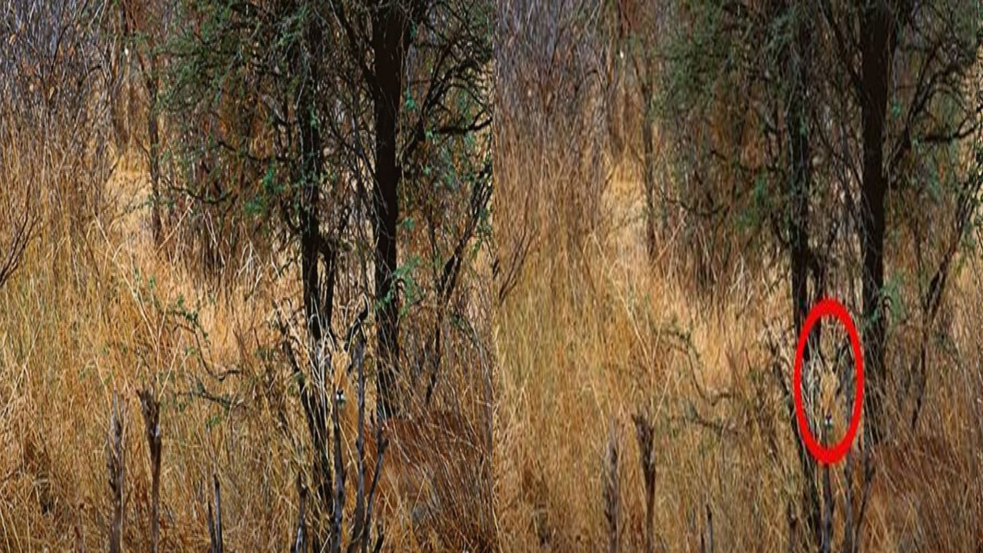 Optical Illusion Images Test Find Out Hidden Deer From Pictures