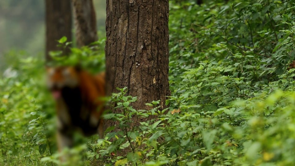Sehore: Tiger in the village of Sehore!, the villagers said - ate the calf, the forest department said - hyena