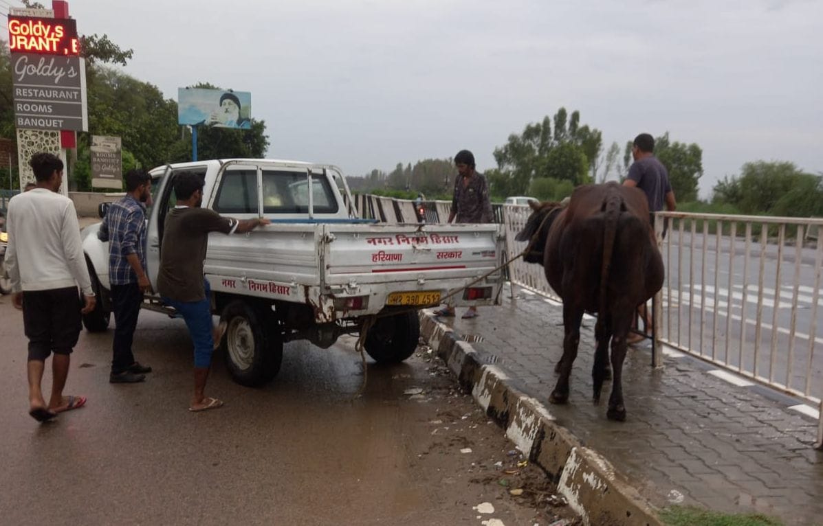 Accidents due to destitute animals are not stopping, a retired BSF jawan in Teja market was hit by a bull, got a foot fracture