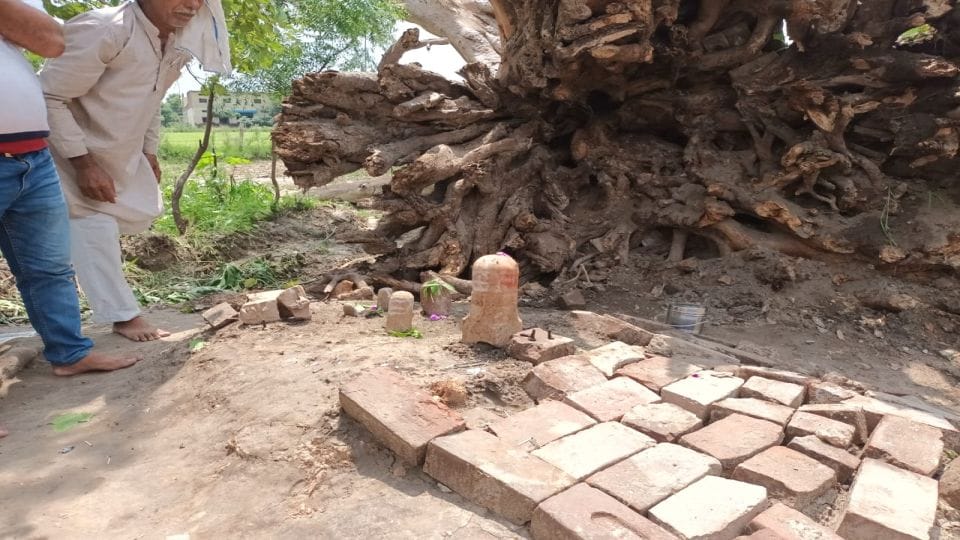 Shivling found out under 200 year old Peepal tree in firozabad