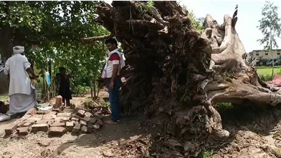 Shivling found out under 200 year old Peepal tree in firozabad