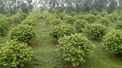 Scientific tips for planting fruit trees Planting only after rain