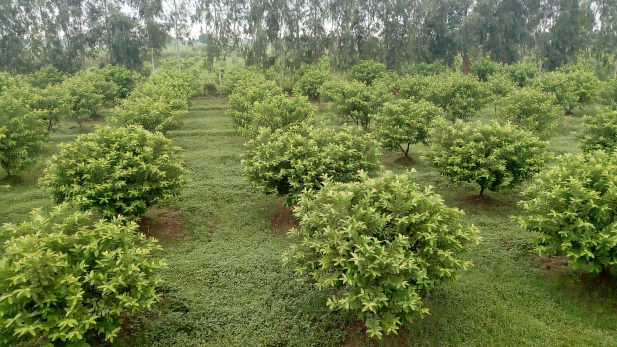 Sandeep and Ajay earning Rs 15 lakh annually from guava cultivation