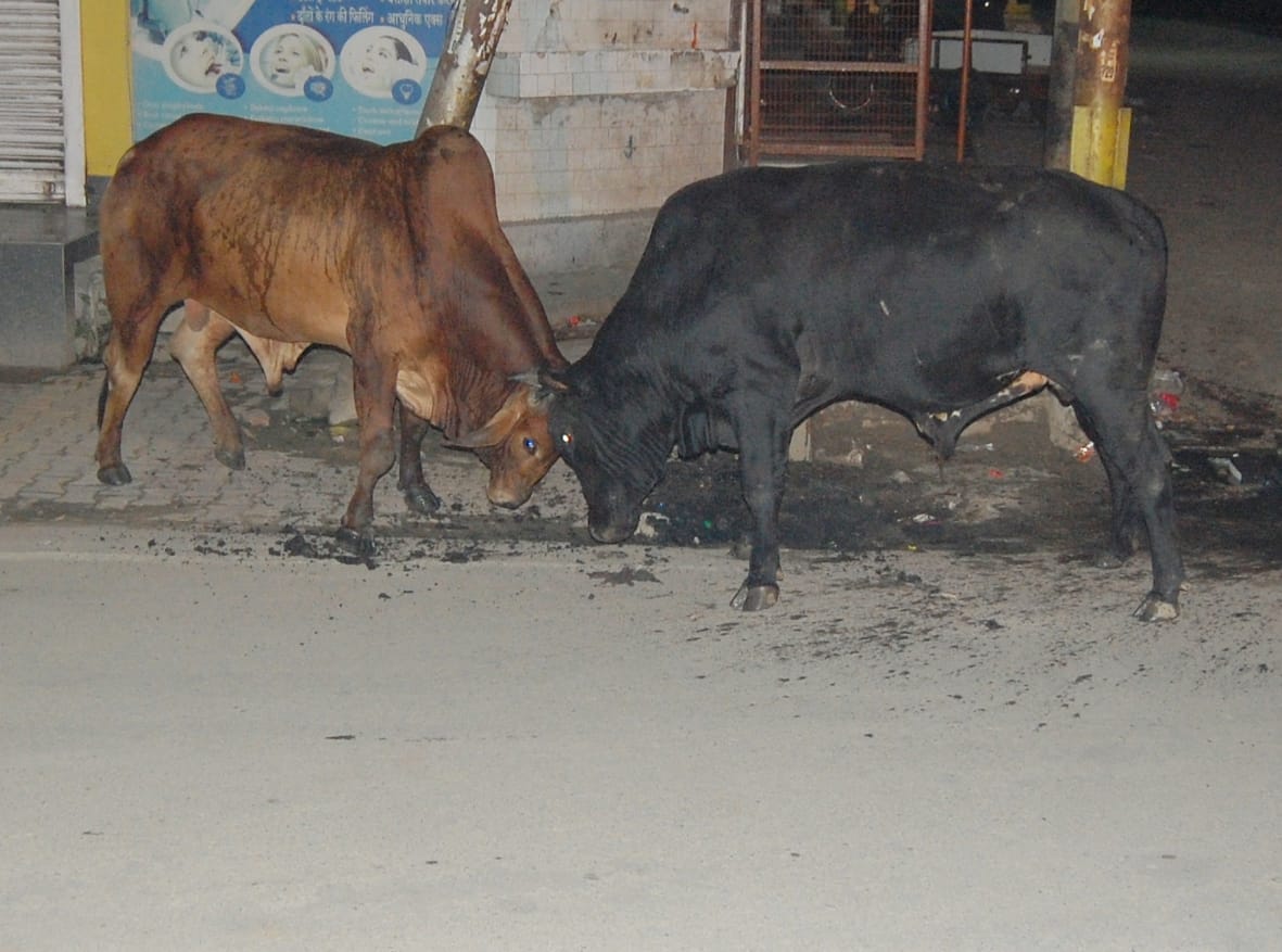 The cows created a ruckus, broke four vehicles including two cars