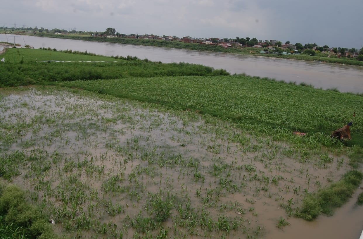 Yamuna's water level increased, vegetable and fodder crops submerged