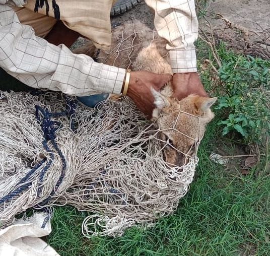 Kanpur Dehat: Jackal caught in Jhinjhak's Porwal street, forest personnel released in Lagartha forest
